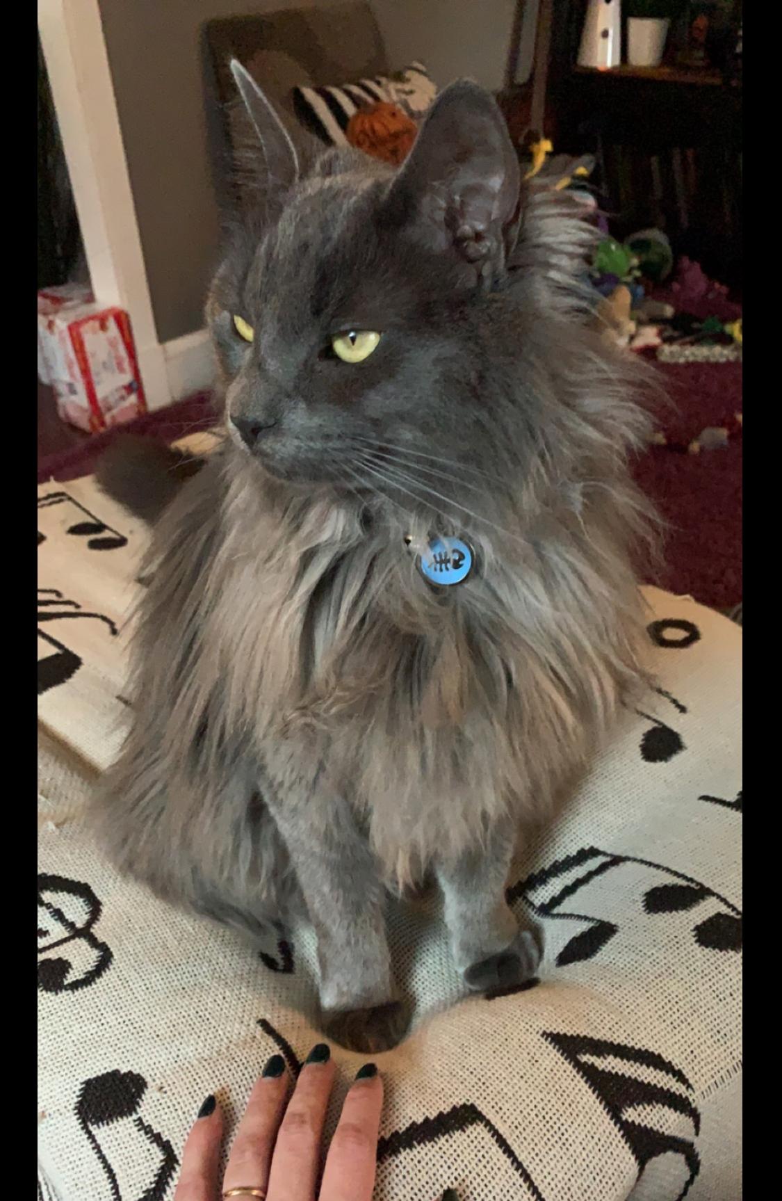 Enlarge Smudge - available locally for meet & greet, a Adoptable Domestic Long Hair in Warwick, RI image 2/5