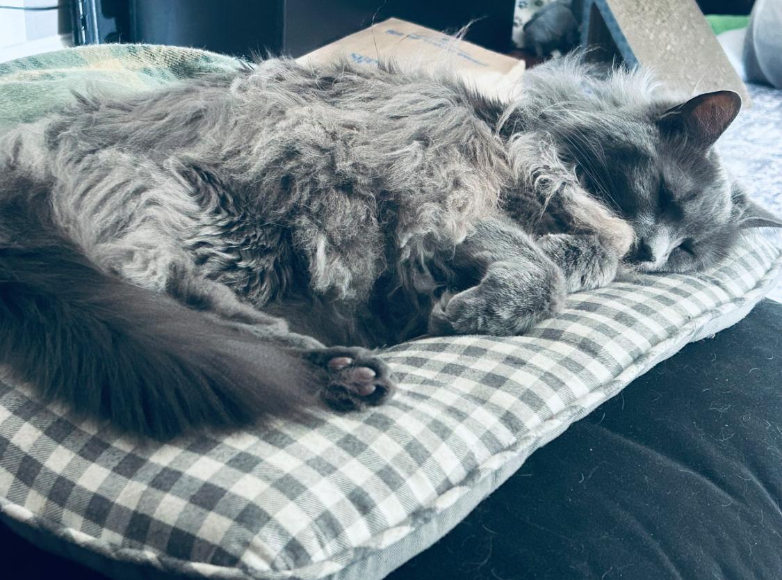 Enlarge Smudge - available locally for meet & greet, a Adoptable Domestic Long Hair in Warwick, RI image 5/5