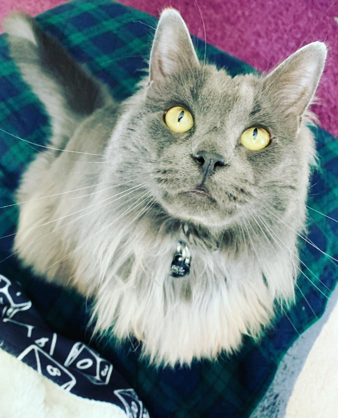 Enlarge Smudge - available locally for meet & greet, a Adoptable Domestic Long Hair in Warwick, RI image 1/5
