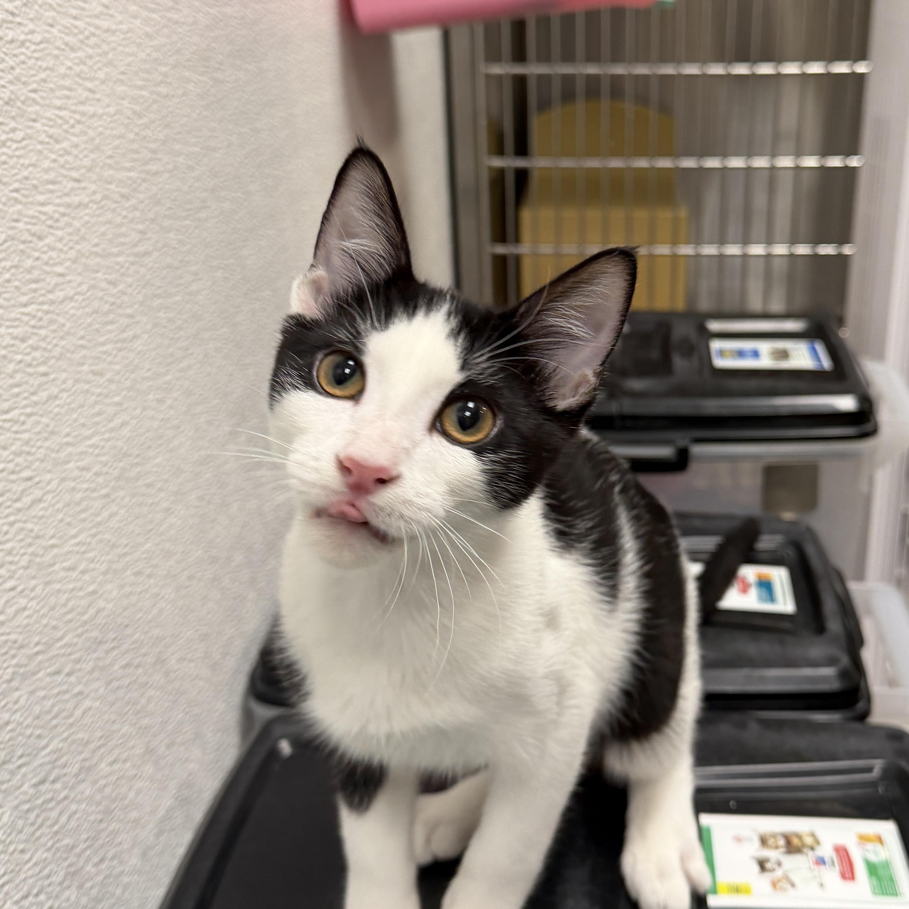 Enlarge Ricardo, a ADOPTABLE Domestic Short Hair in Chandler, AZ image 2/5
