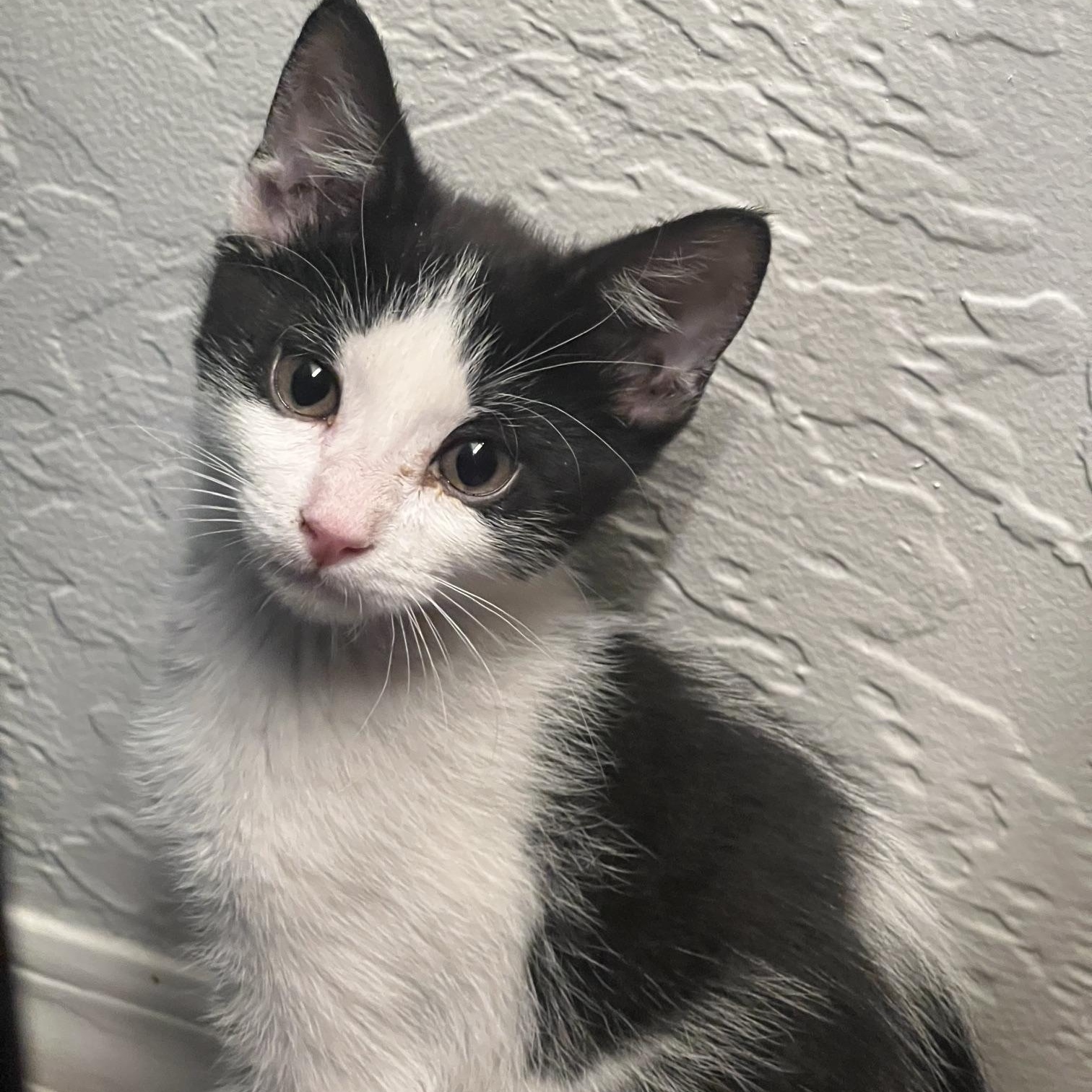 Enlarge Ricardo, a ADOPTABLE Domestic Short Hair in Chandler, AZ image 3/5