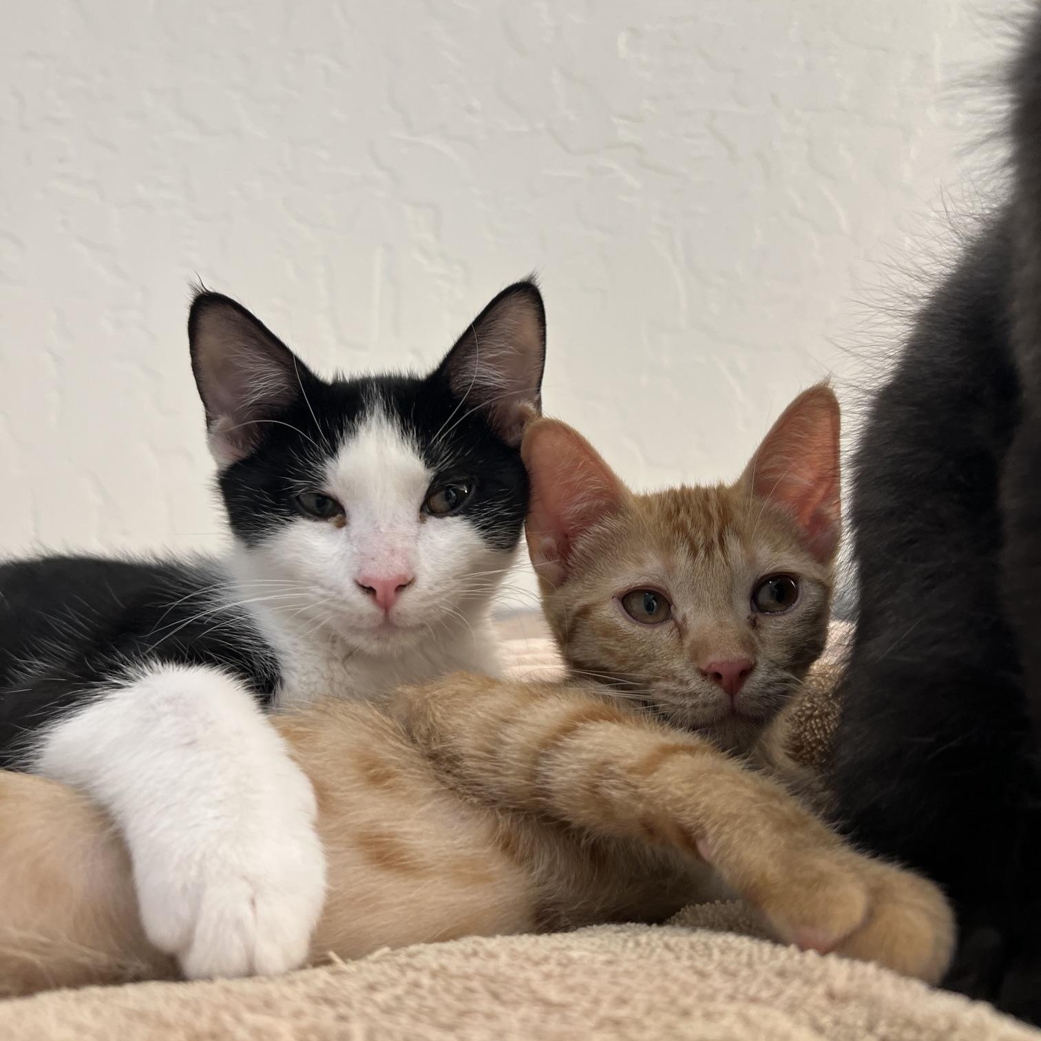 Enlarge Ricardo, a ADOPTABLE Domestic Short Hair in Chandler, AZ image 4/5