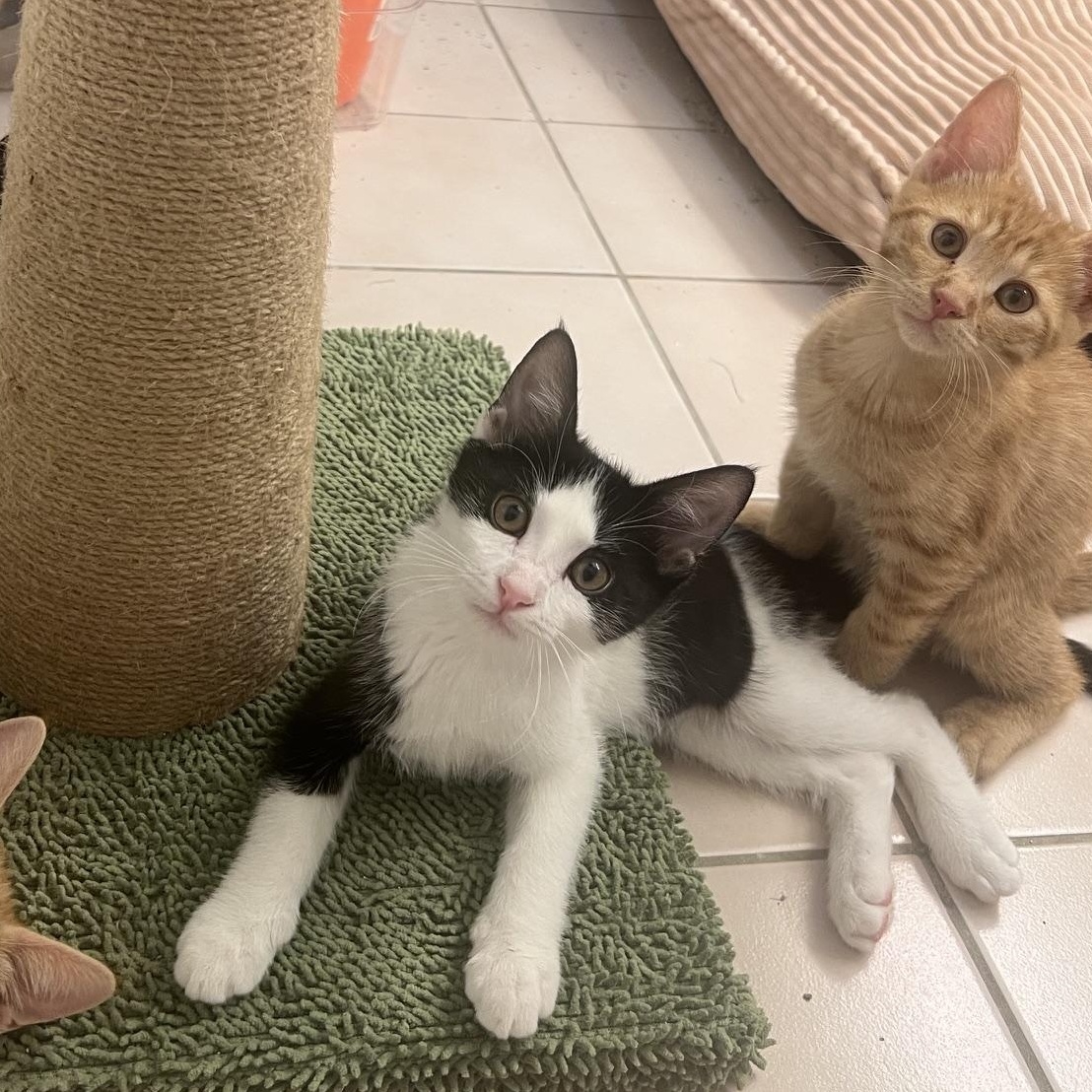 Enlarge Ricardo, a ADOPTABLE Domestic Short Hair in Chandler, AZ image 5/5