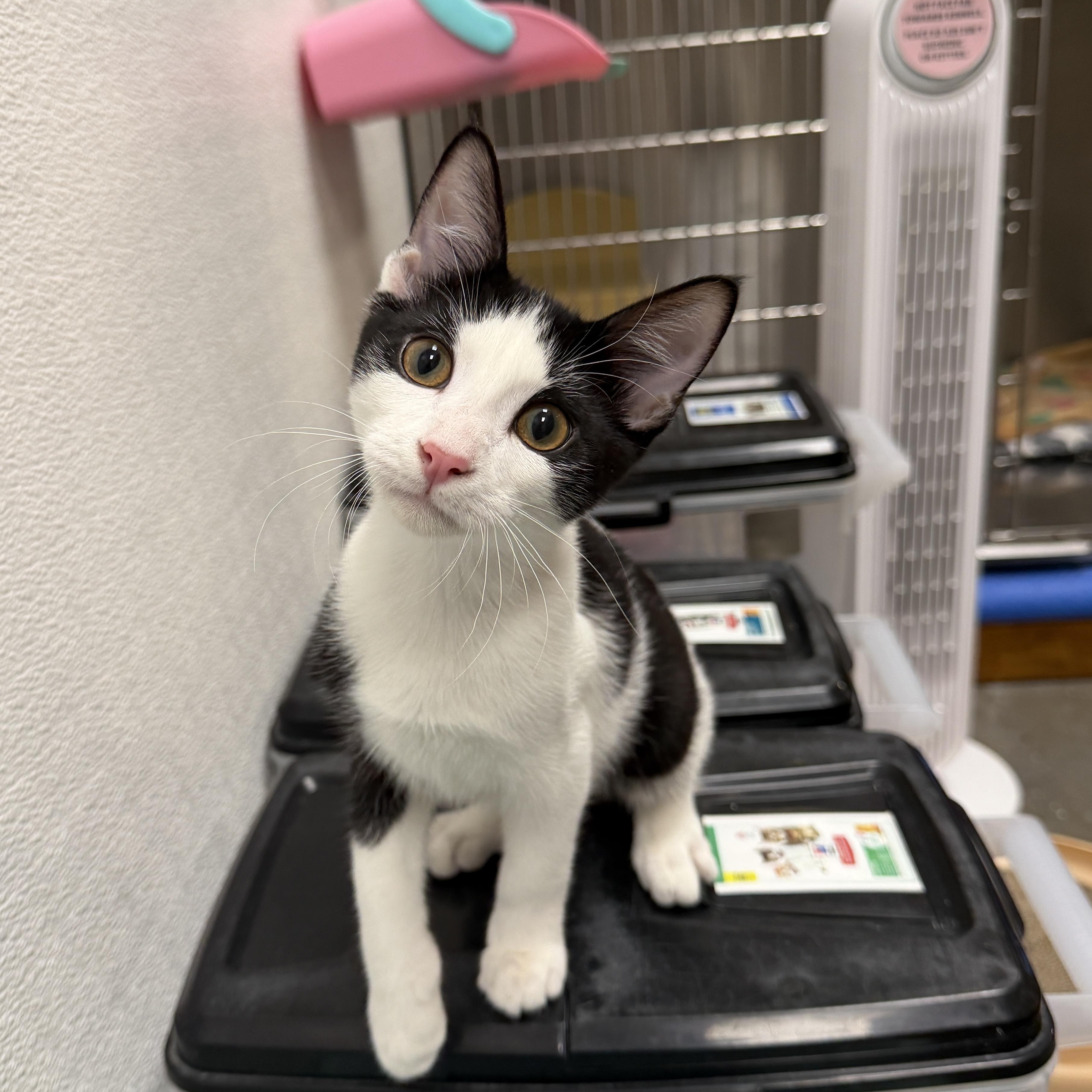 Ricardo, ADOPTABLE, Kitten Male Domestic Short Hair.