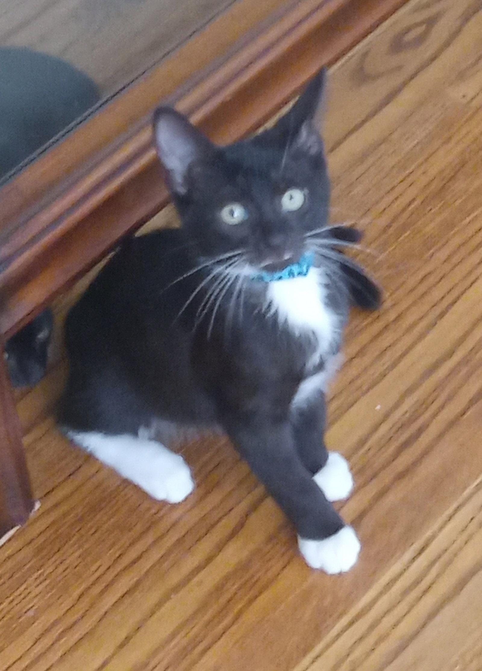 Reuben, Adopted, Young Male Domestic Short Hair.