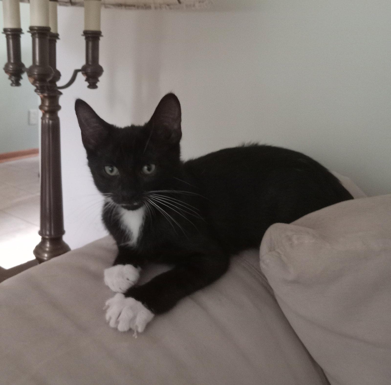 Reuben, a Adopted Domestic Short Hair in Rochester, NY image 2/3