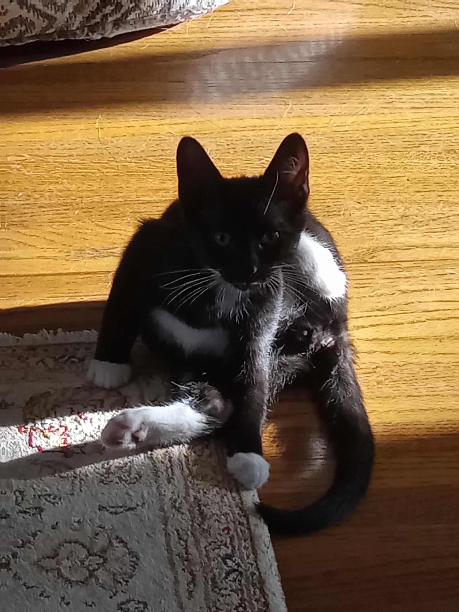 Reuben, a Adopted Domestic Short Hair in Rochester, NY image 3/3