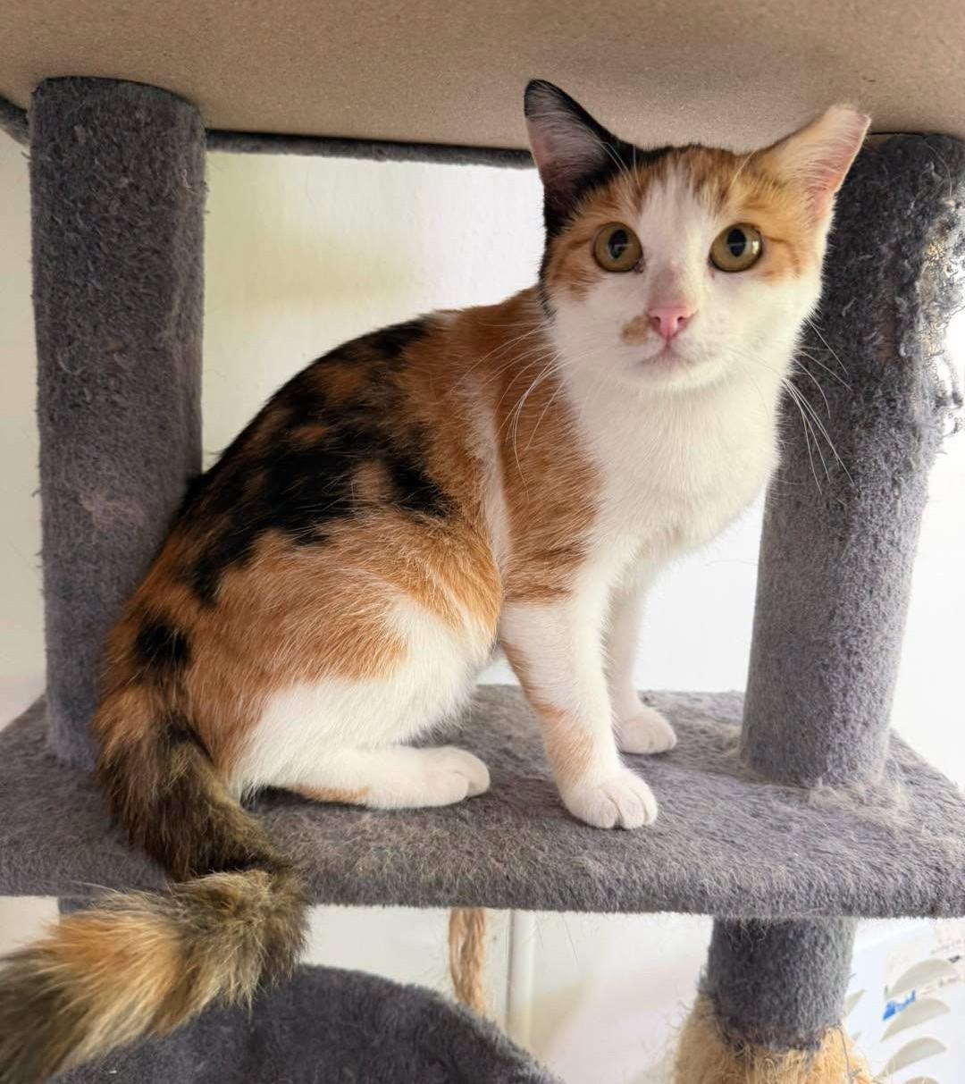 Slippers, Adoptable, Young Female Domestic Short Hair.