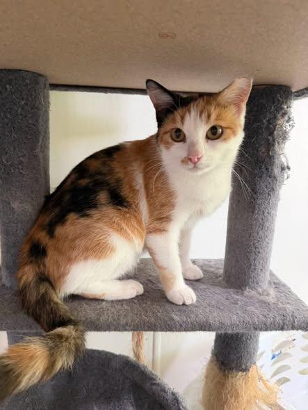 Enlarge Slippers, a Adoptable Domestic Short Hair in Metropolis, IL image 2/2