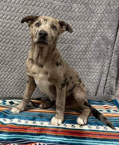 Jasper, Adoptable, Puppy Male Catahoula Leopard Dog & Mixed Breed.