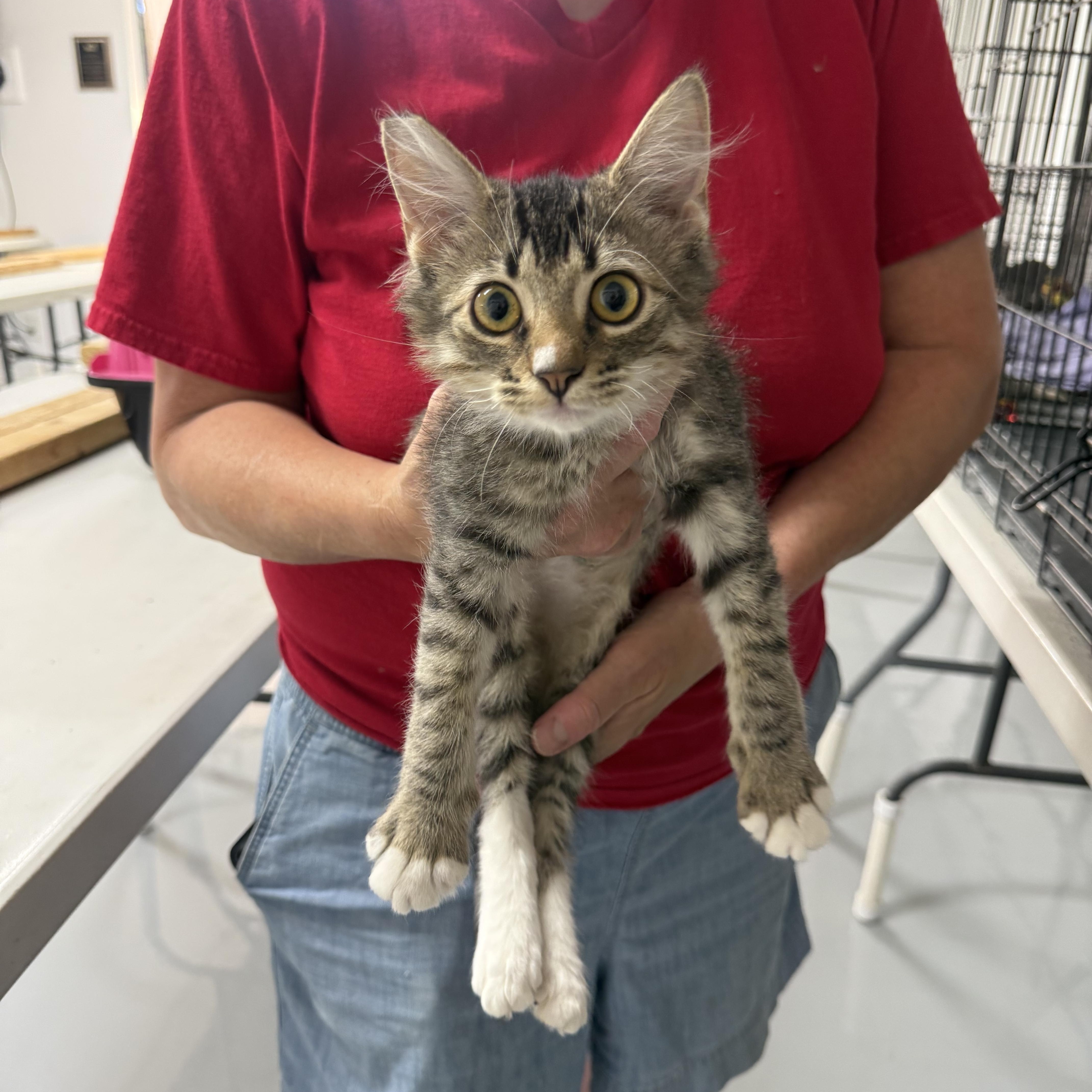 Earcraft Takeover, adopted, Kitten Female Tabby.