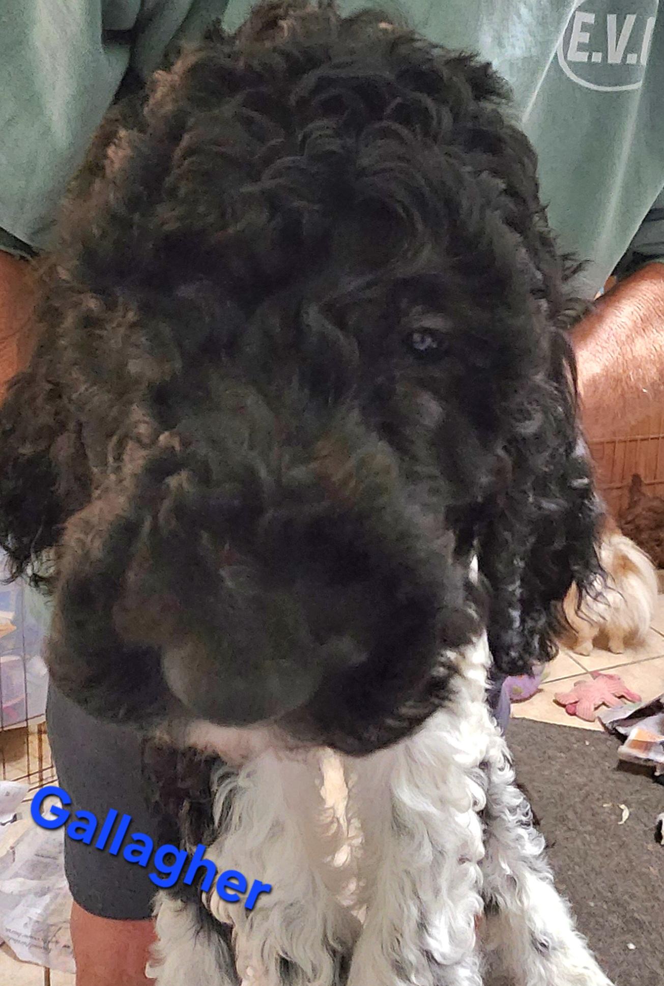 Enlarge Galligher, a Adoptable Standard Poodle in North Augusta, SC image 1/1