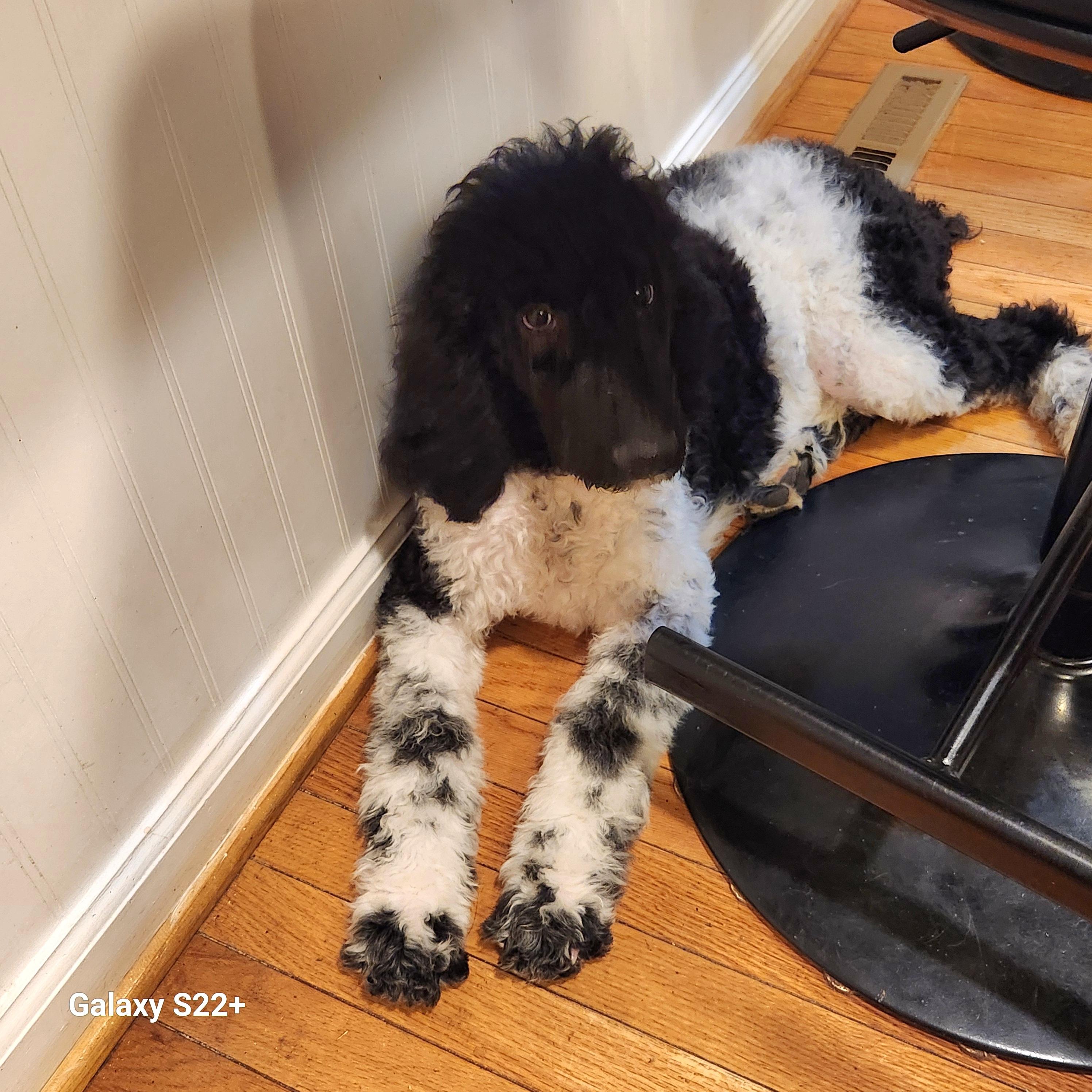 Galligher, a Adoptable Standard Poodle in North Augusta, SC image 5/5