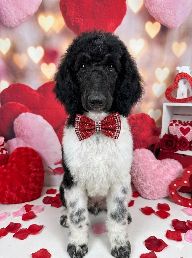 Galligher, Adoptable, Puppy Male Standard Poodle.
