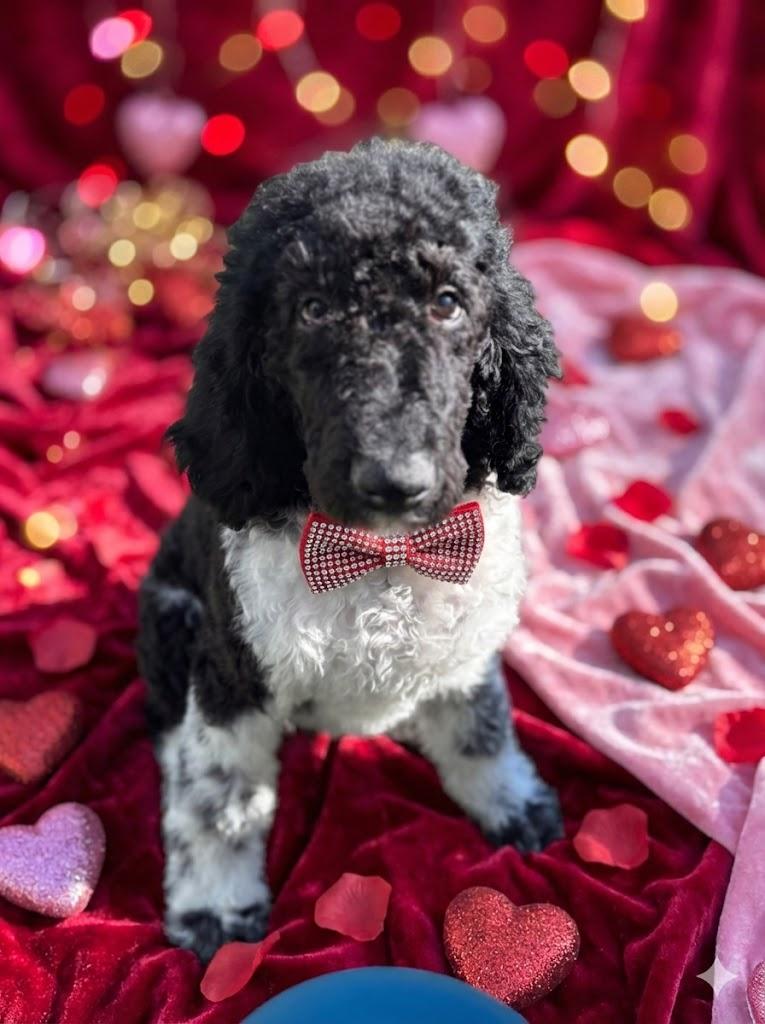 Galligher, a Adoptable Standard Poodle in North Augusta, SC image 4/5