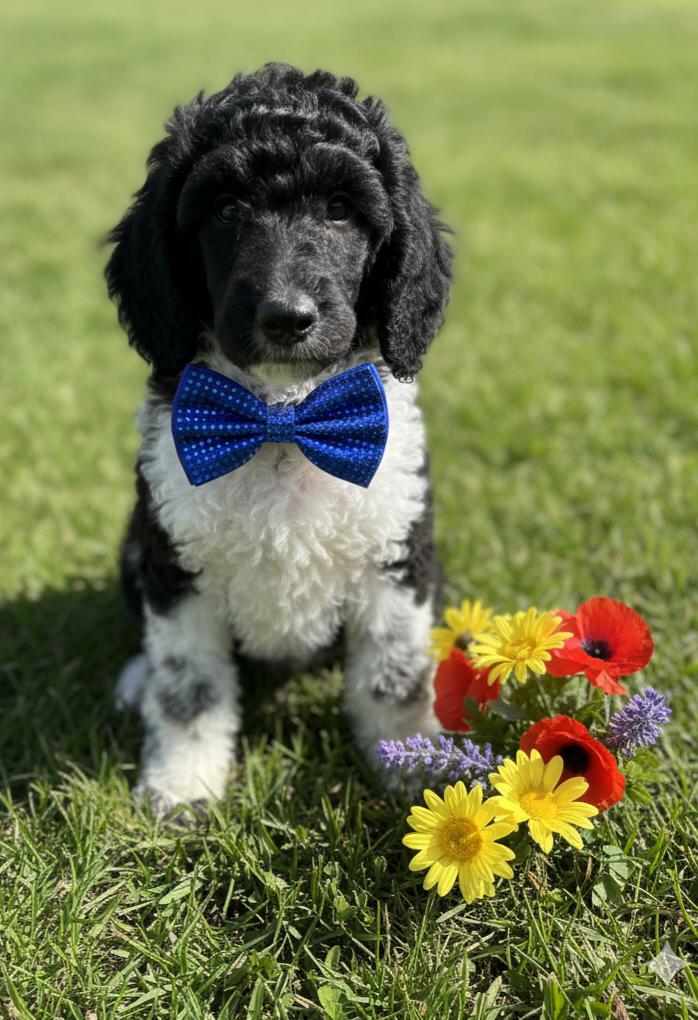 Galligher, a Adoptable Standard Poodle in North Augusta, SC image 2/5