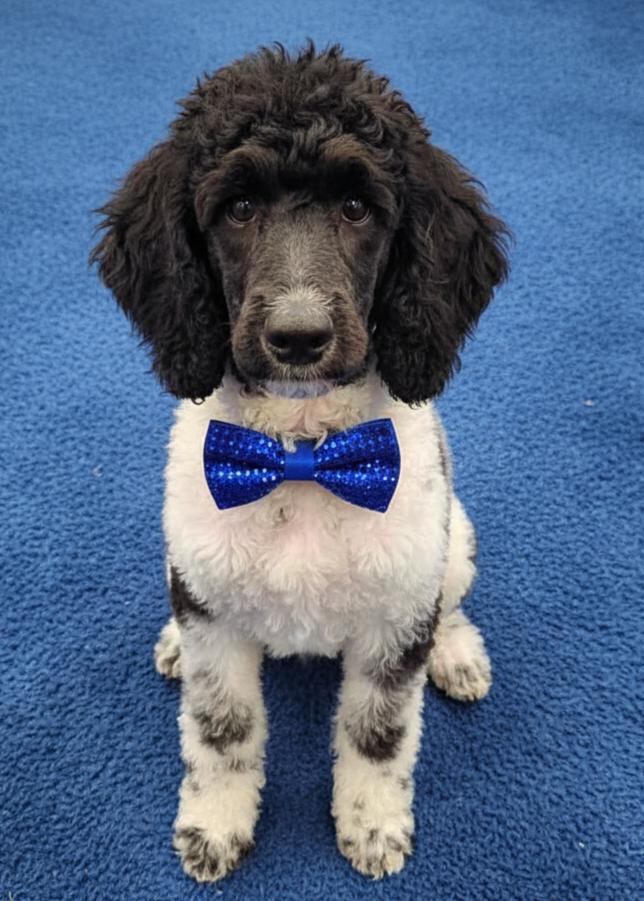 Galligher, a Adoptable Standard Poodle in North Augusta, SC image 3/5