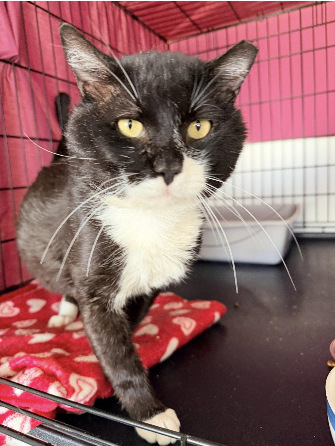 Enlarge Magnum (FCID# 03/06/2026 - 108 Jenkintown PS) C, a Adopted Tuxedo in Greenville, DE image 1/3