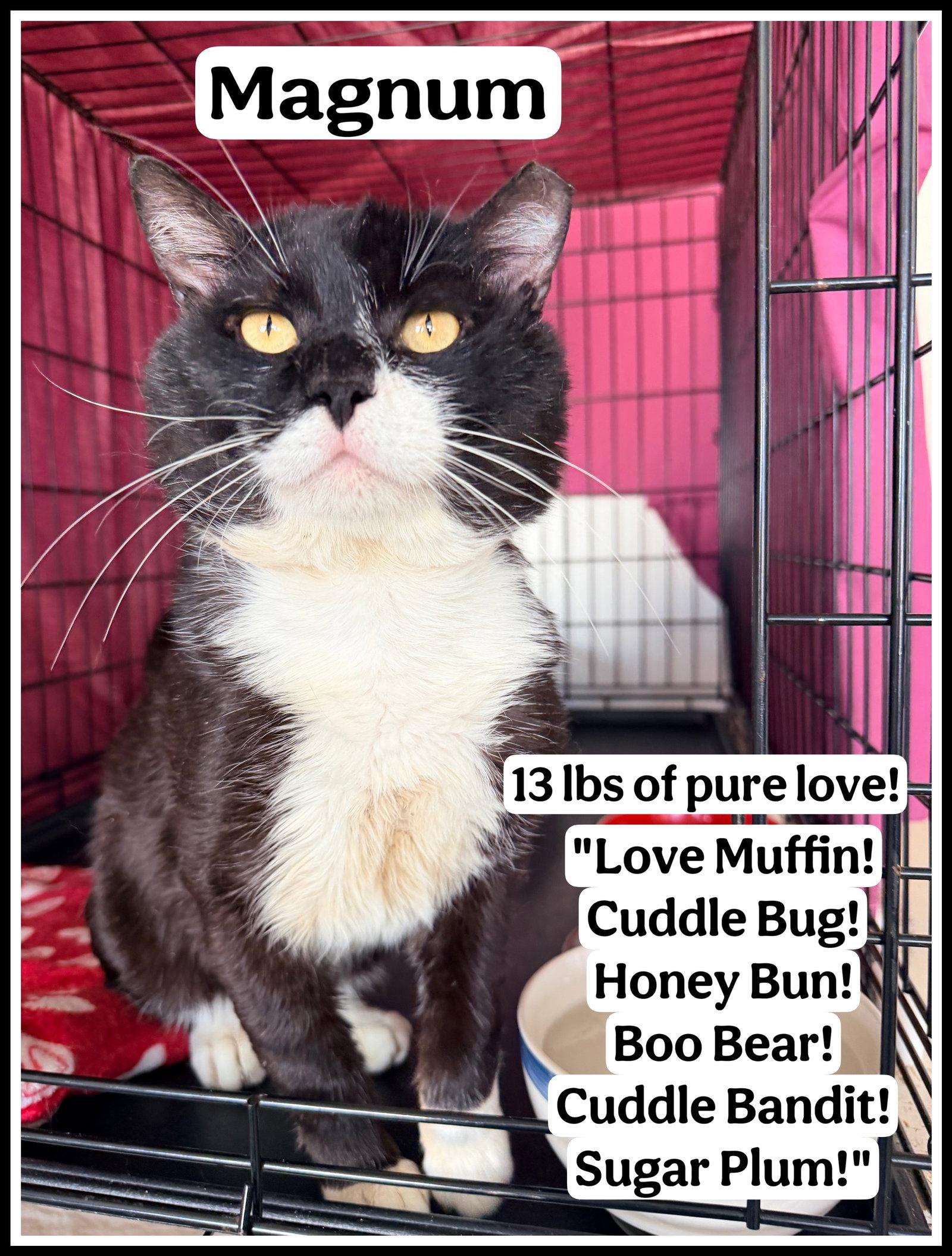 Enlarge Magnum (FCID# 03/06/2026 - 108 Jenkintown PS) C, a Adopted Tuxedo in Greenville, DE image 2/3