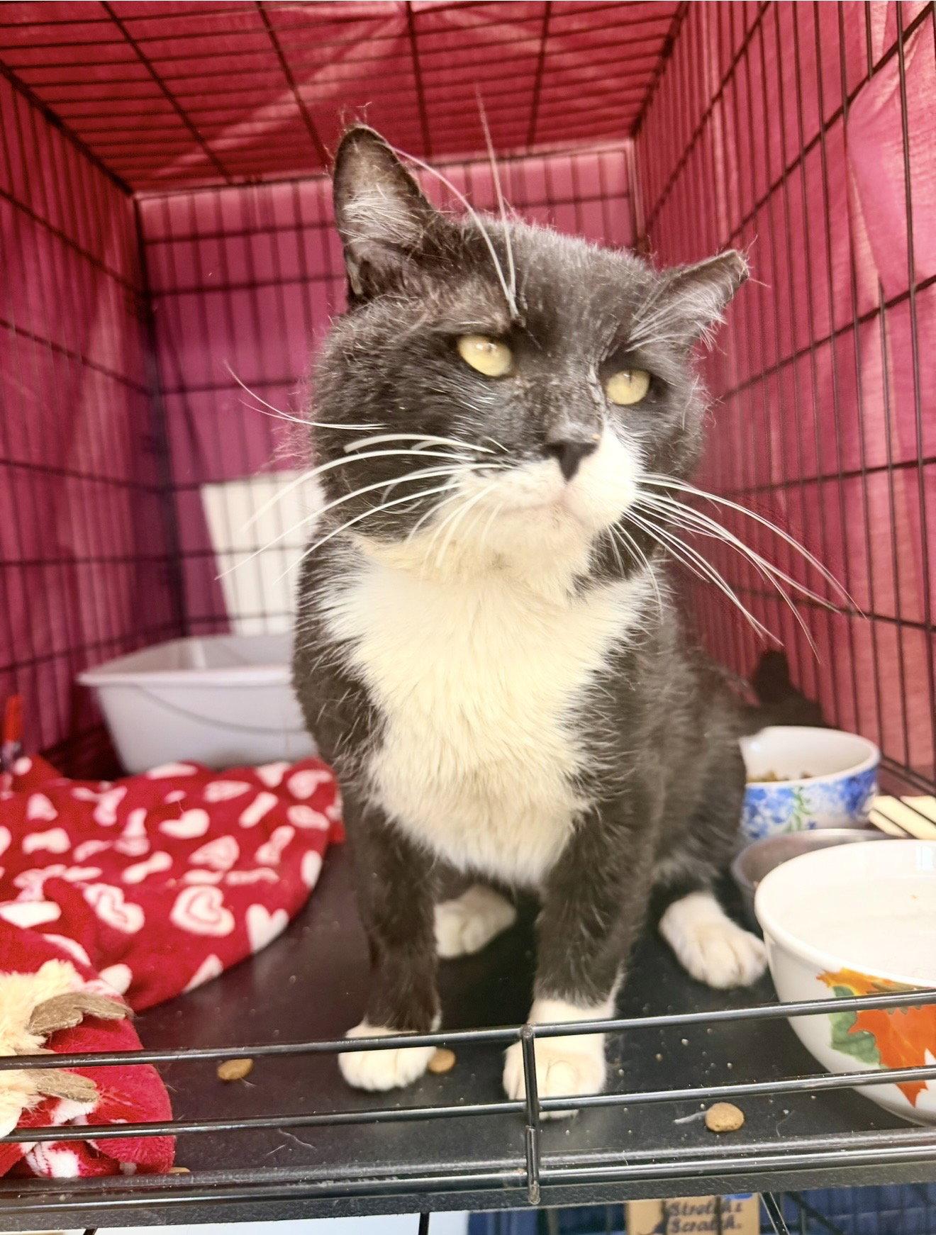 Enlarge Magnum (FCID# 03/06/2026 - 108 Jenkintown PS) C, a Adopted Tuxedo in Greenville, DE image 3/3