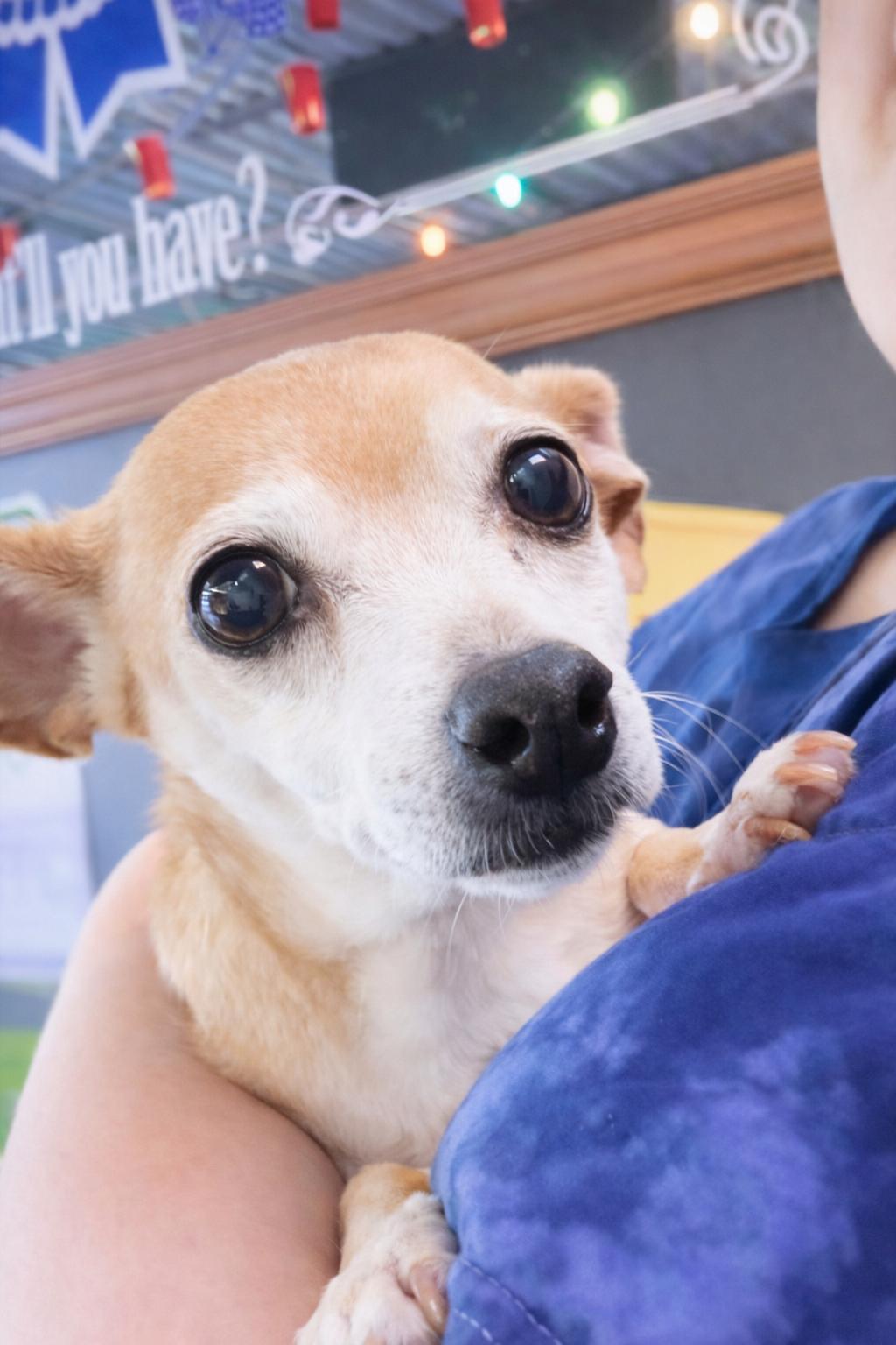 Enlarge Sugar Chi, a Adopted Chihuahua in Thomasville, NC image 2/3