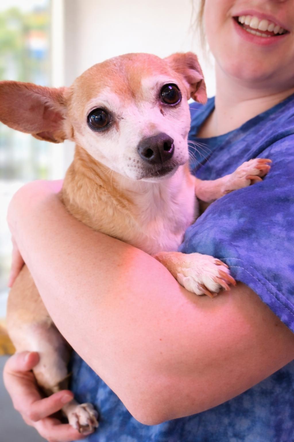 Enlarge Sugar Chi, a Adopted Chihuahua in Thomasville, NC image 3/3