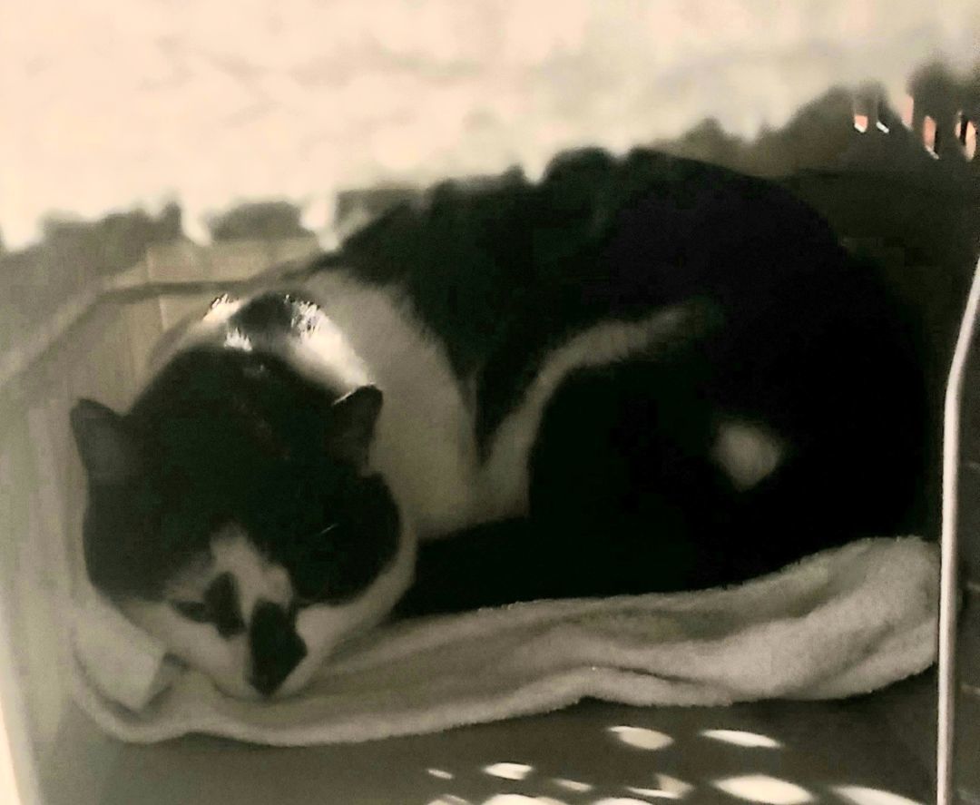 Face, Adopted, Adult Male Domestic Short Hair.