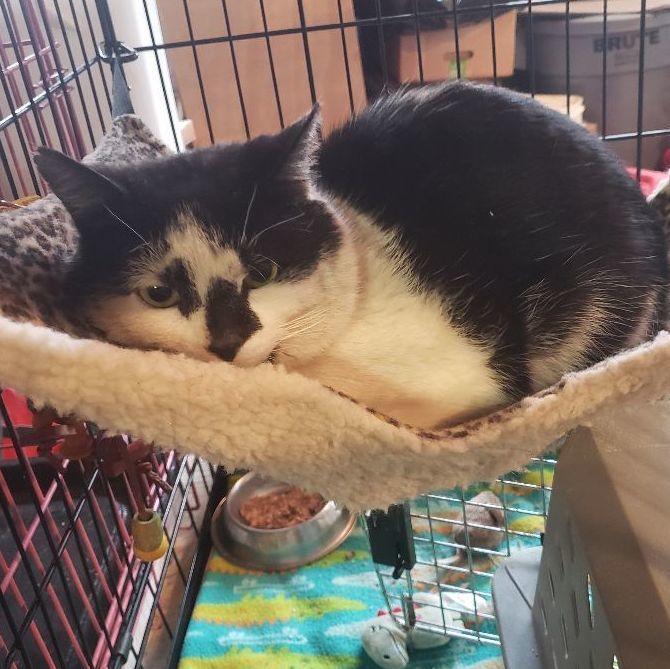 Enlarge Face, a Adopted Domestic Short Hair in Brewerton, NY image 2/3