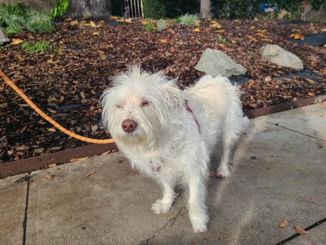 Enlarge Sophie, an adoptable Terrier in Los Angeles, CA image 1/1