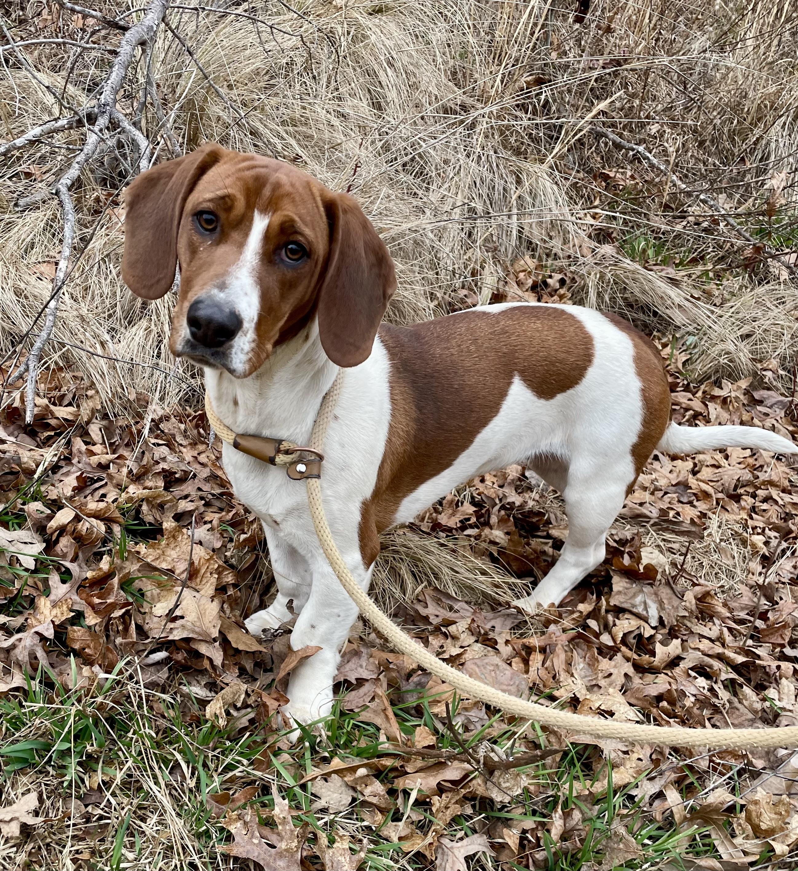 Enlarge Sadie Mae, an adopted mixed breed in Sautee Nacoochee, GA image 1/2