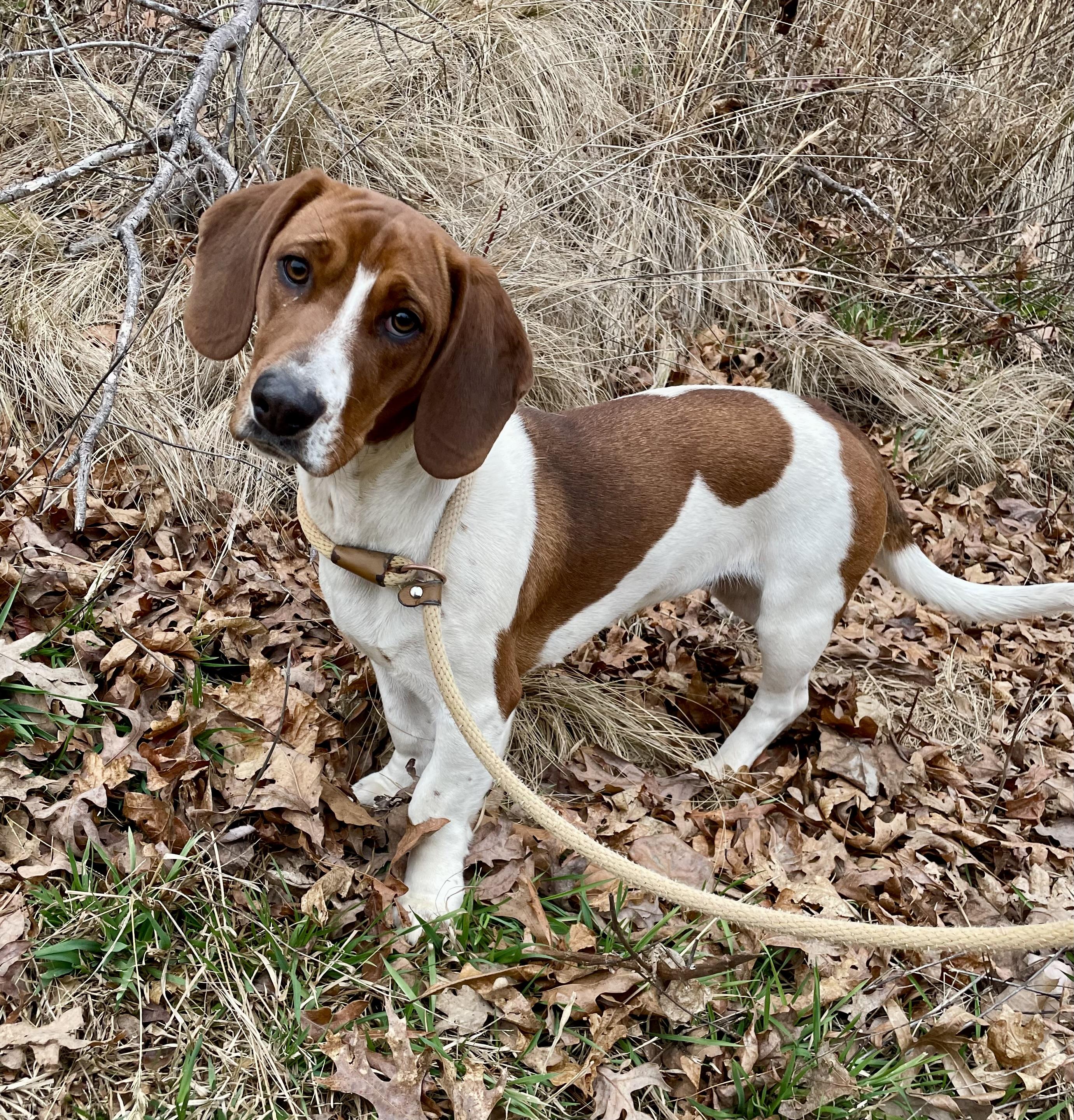Enlarge Sadie Mae, an adopted mixed breed in Sautee Nacoochee, GA image 2/2
