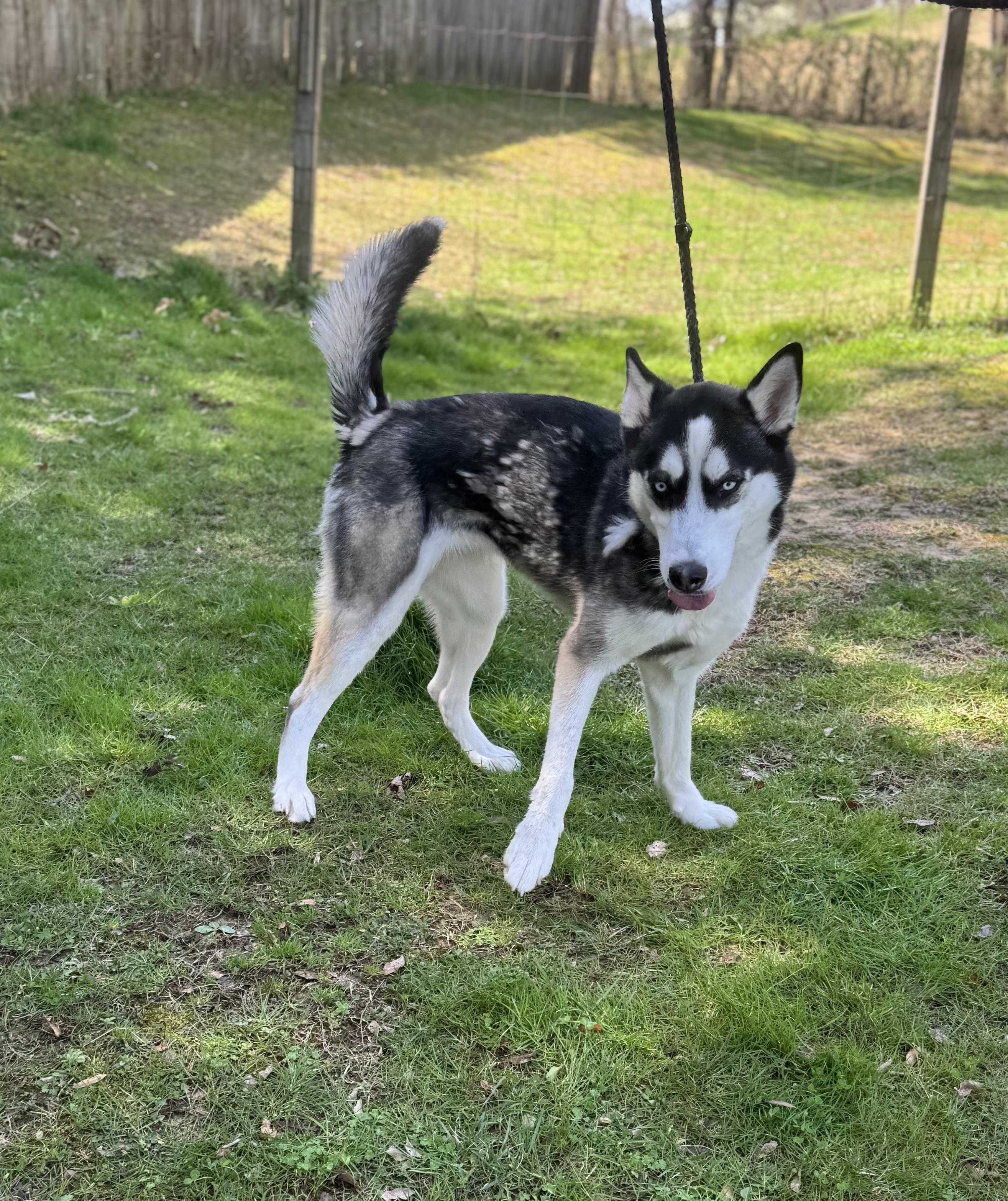 Heidi, ADOPTABLE, Young Female Husky.