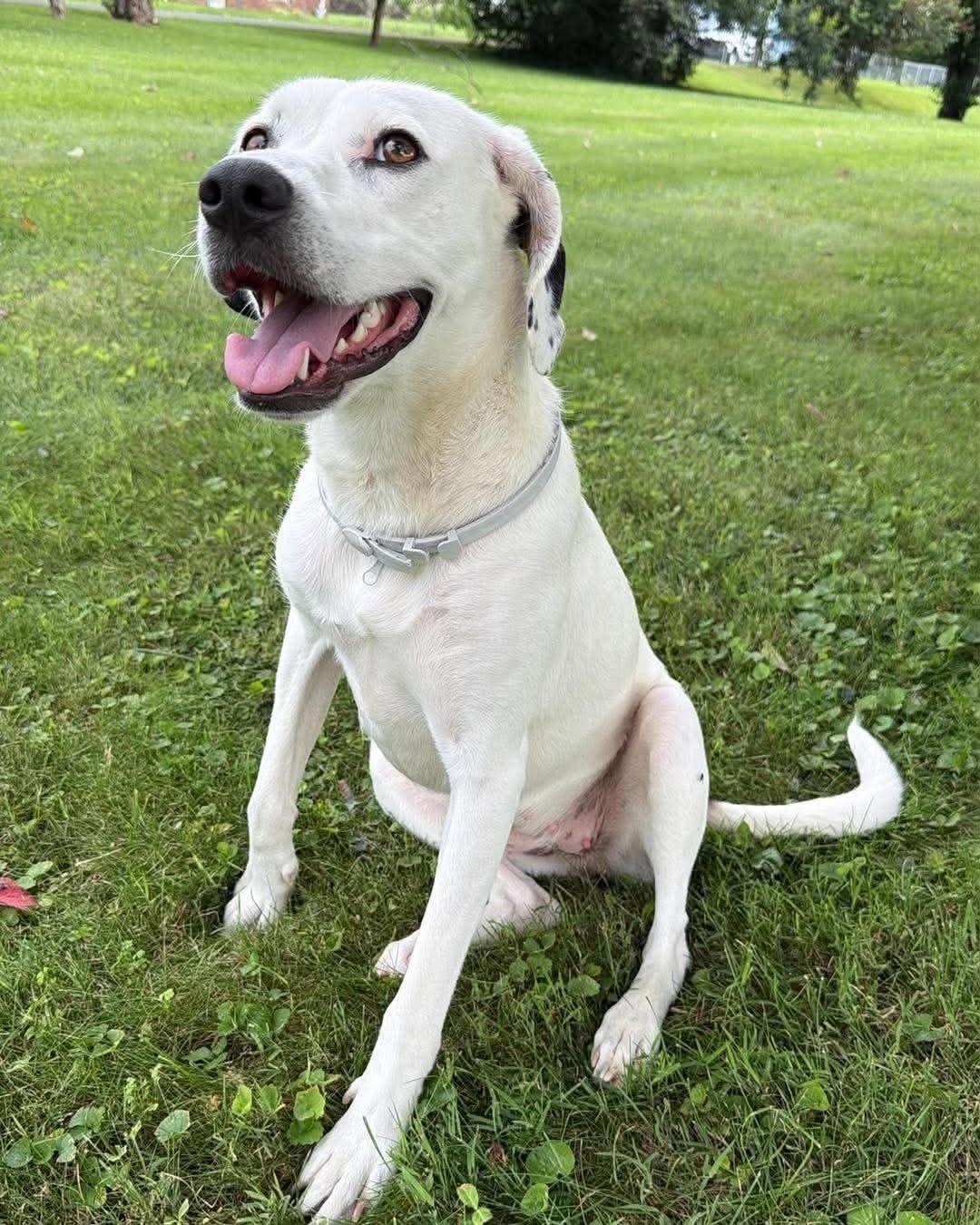Cricket, Adopted, Young Female Labrador Retriever.