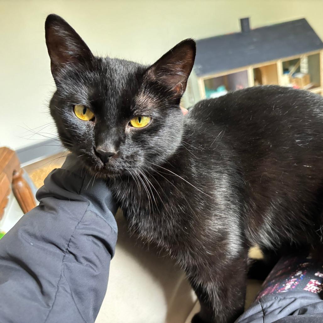 Chrysanthemum, Young Female Domestic Short Hair