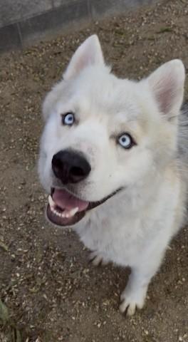 CRESCENT, Adoptable, Adult Male Siberian Husky & Mixed Breed.