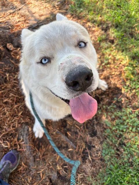 CRESCENT, Adoptable, Adult Male Siberian Husky & Mixed Breed.