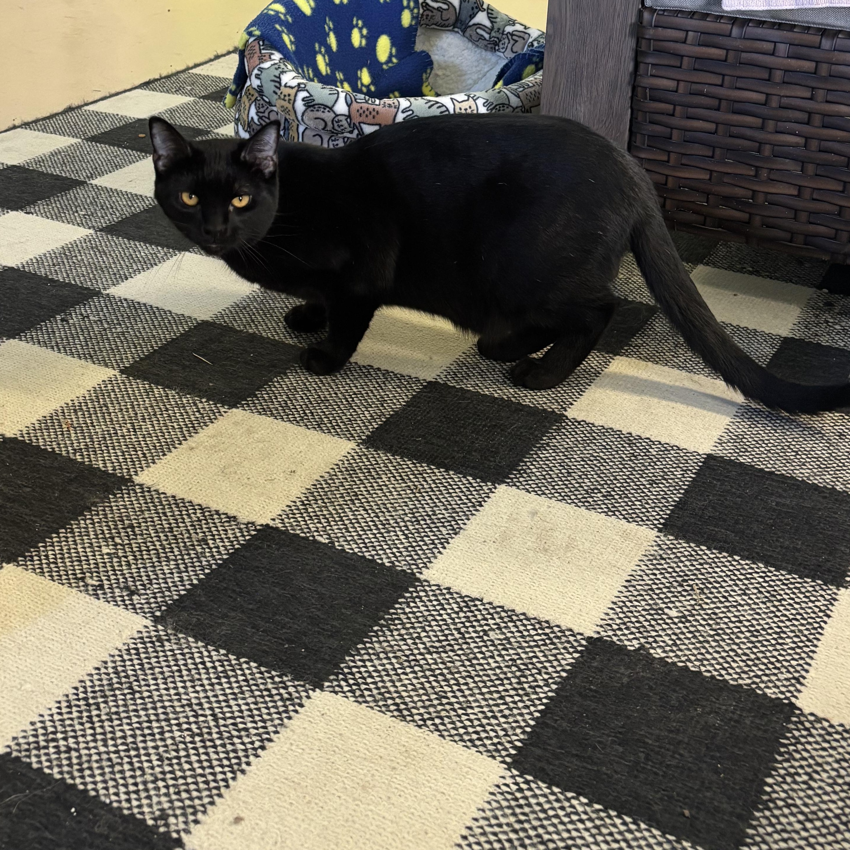 Elmer, ADOPTABLE, Adult Male Domestic Short Hair.