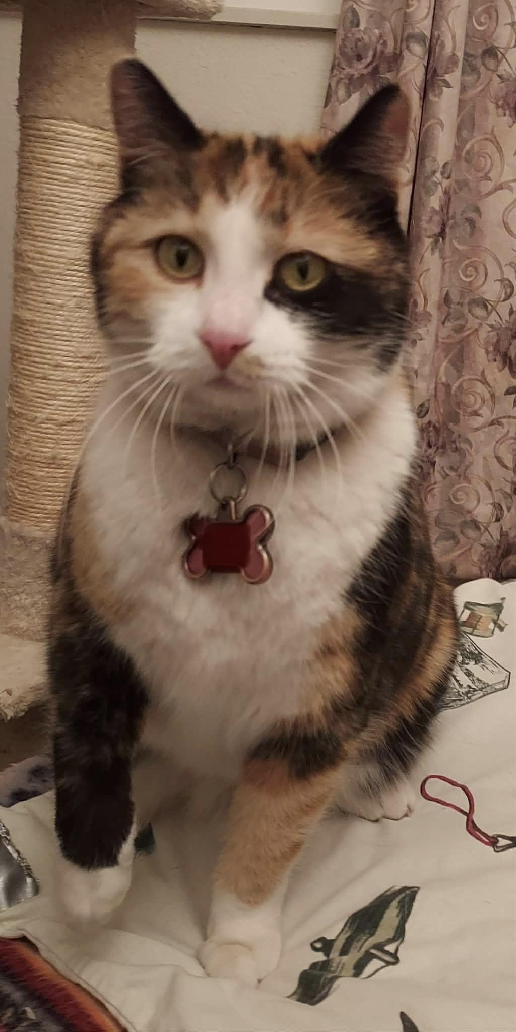 Enlarge Remi, a ADOPTABLE Domestic Short Hair in Colorado Springs, CO image 5/6