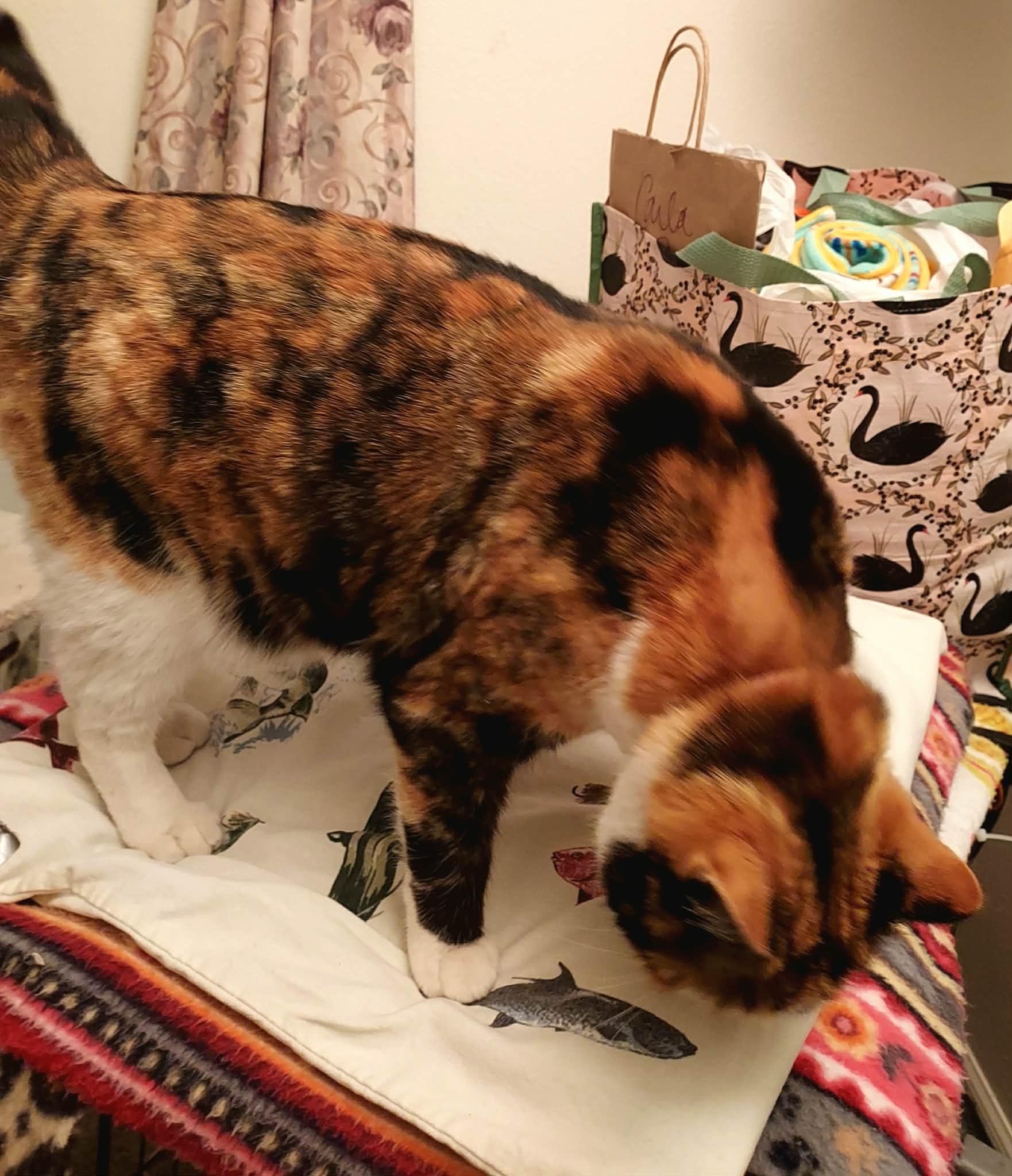 Enlarge Remi, a ADOPTABLE Domestic Short Hair in Colorado Springs, CO image 4/6