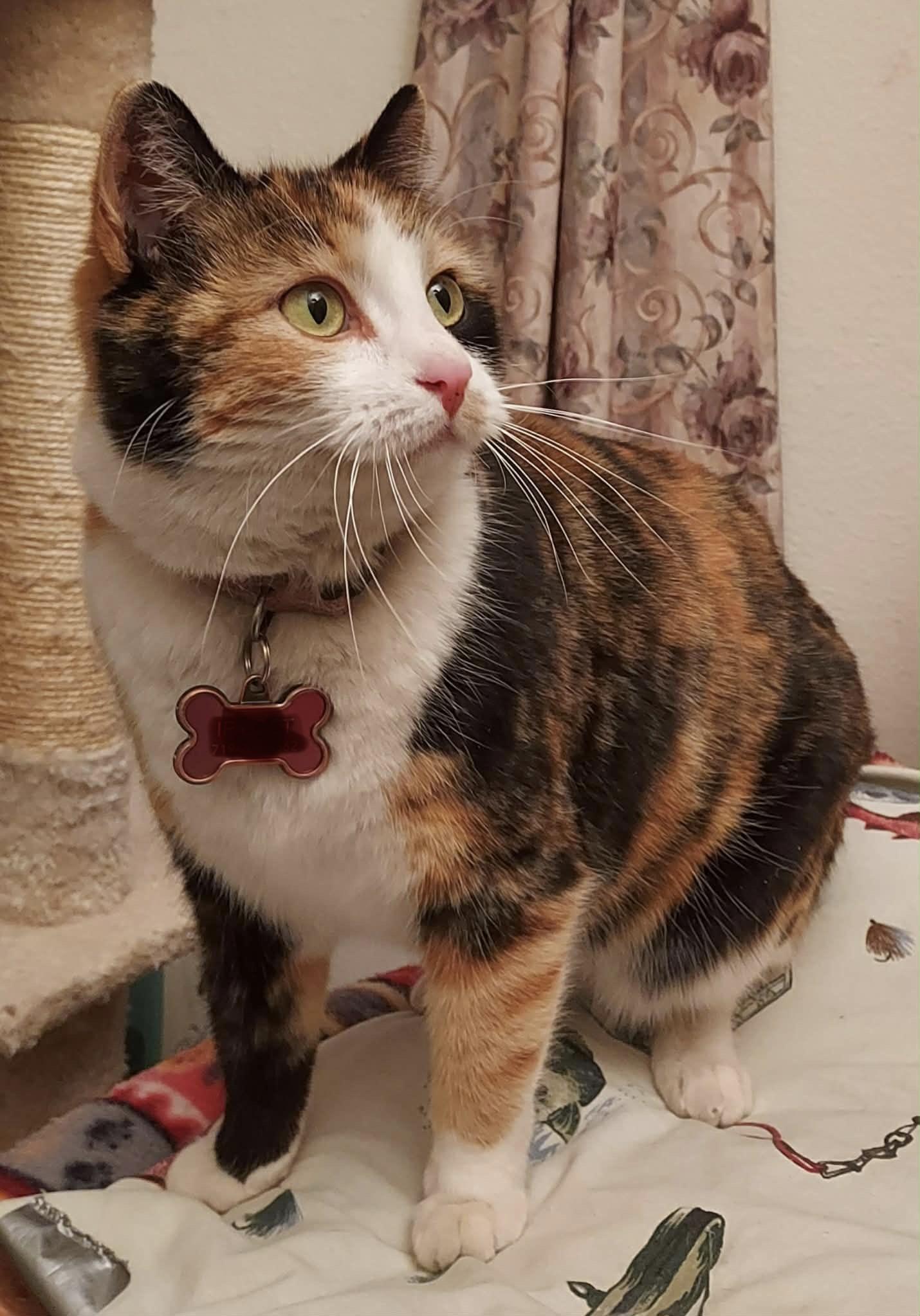 Enlarge Remi, a ADOPTABLE Domestic Short Hair in Colorado Springs, CO image 2/6