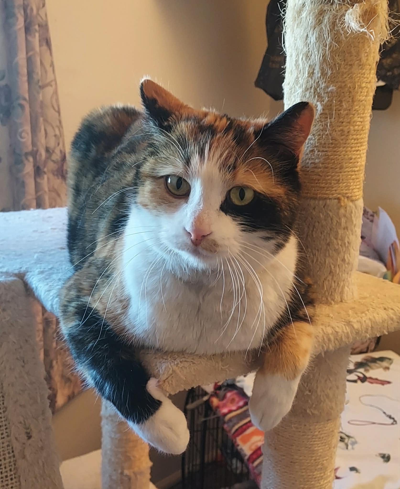 Remi, ADOPTABLE, Adult Female Domestic Short Hair.