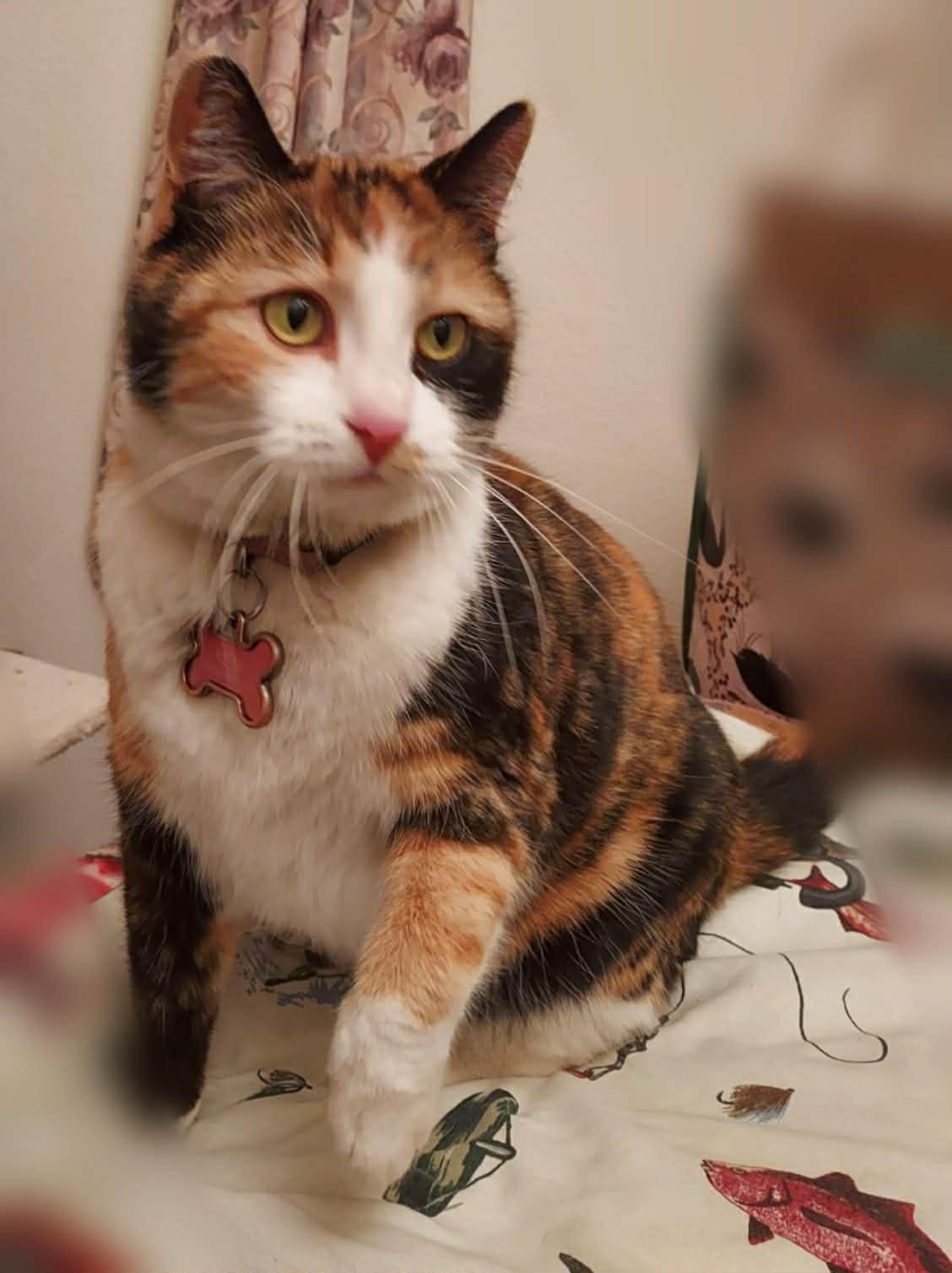 Enlarge Remi, a ADOPTABLE Domestic Short Hair in Colorado Springs, CO image 3/6