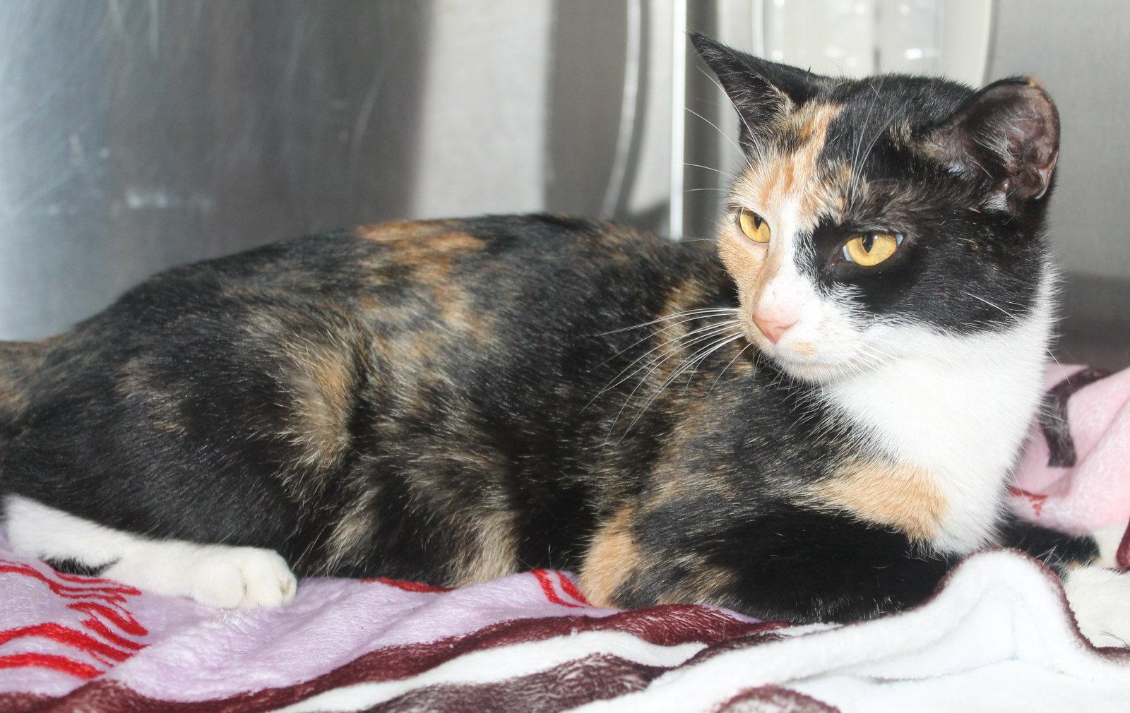 Nicole - 43451, Adoptable, Young Female Domestic Short Hair & Calico.