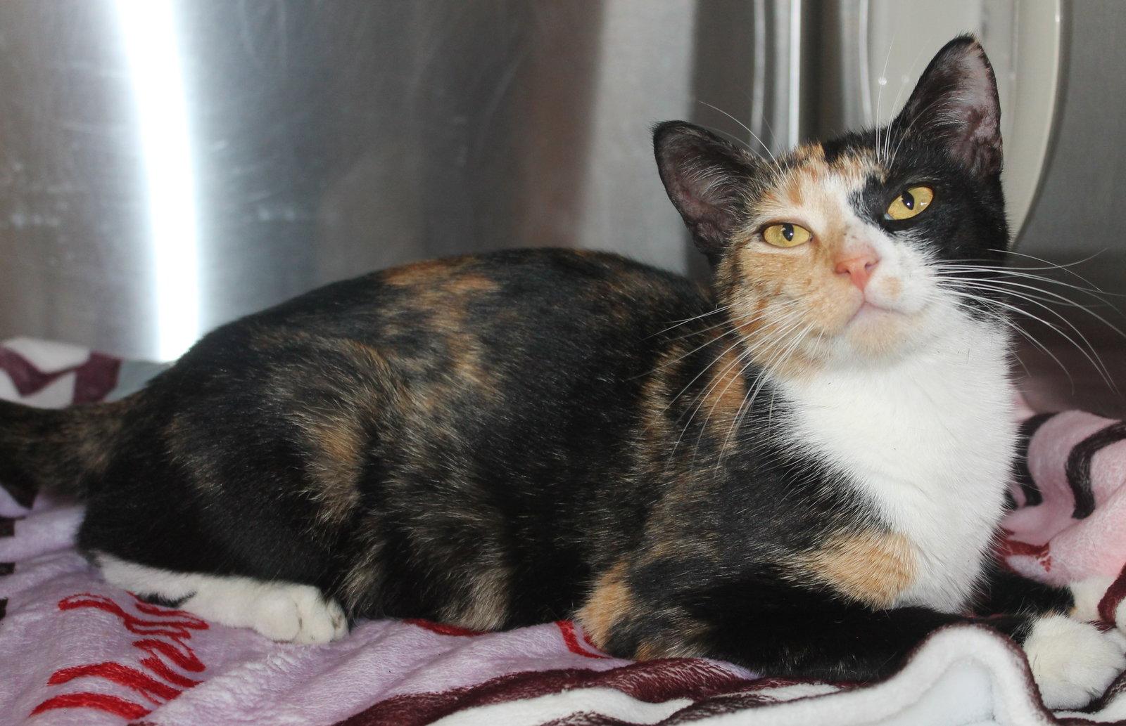 Enlarge Nicole - 43451, a Adoptable mixed breed in Prattville, AL image 2/3