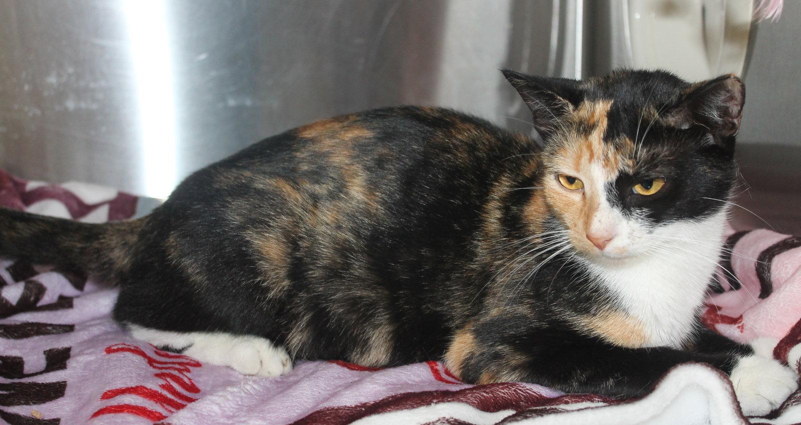 Enlarge Nicole - 43451, a Adoptable mixed breed in Prattville, AL image 3/3