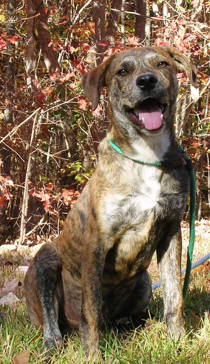 Cody, a Adoptable mixed breed image 3/4