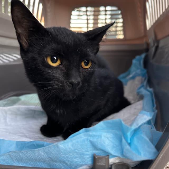 Enlarge Hope, a Adoptable mixed breed in Arlington, TX image 1/1