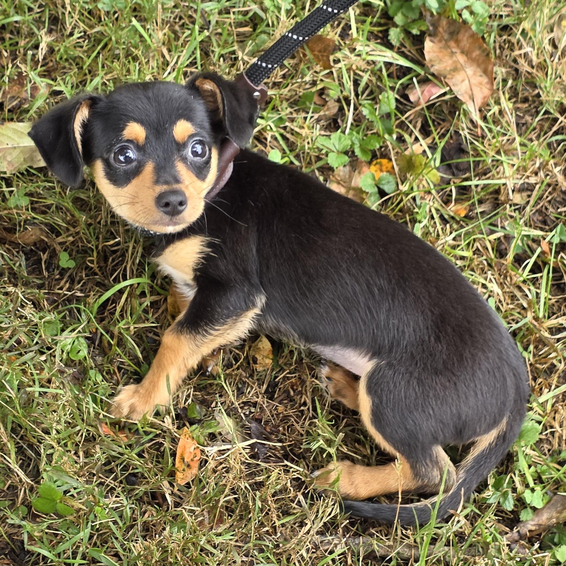 Enlarge Michelle, a Adoptable Mixed Breed in Greensboro, NC image 4/6