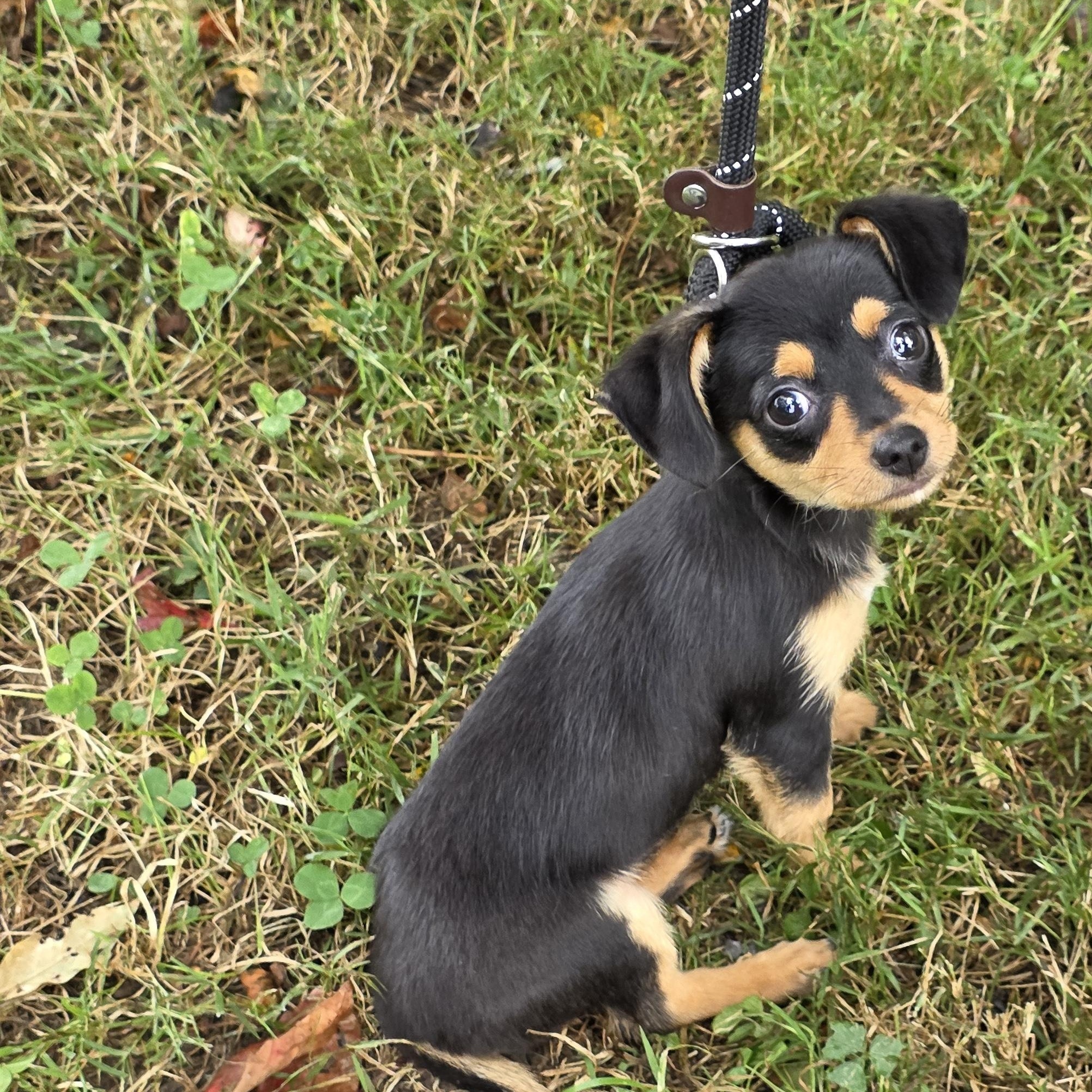 Enlarge Michelle, a Adoptable Mixed Breed in Greensboro, NC image 3/6