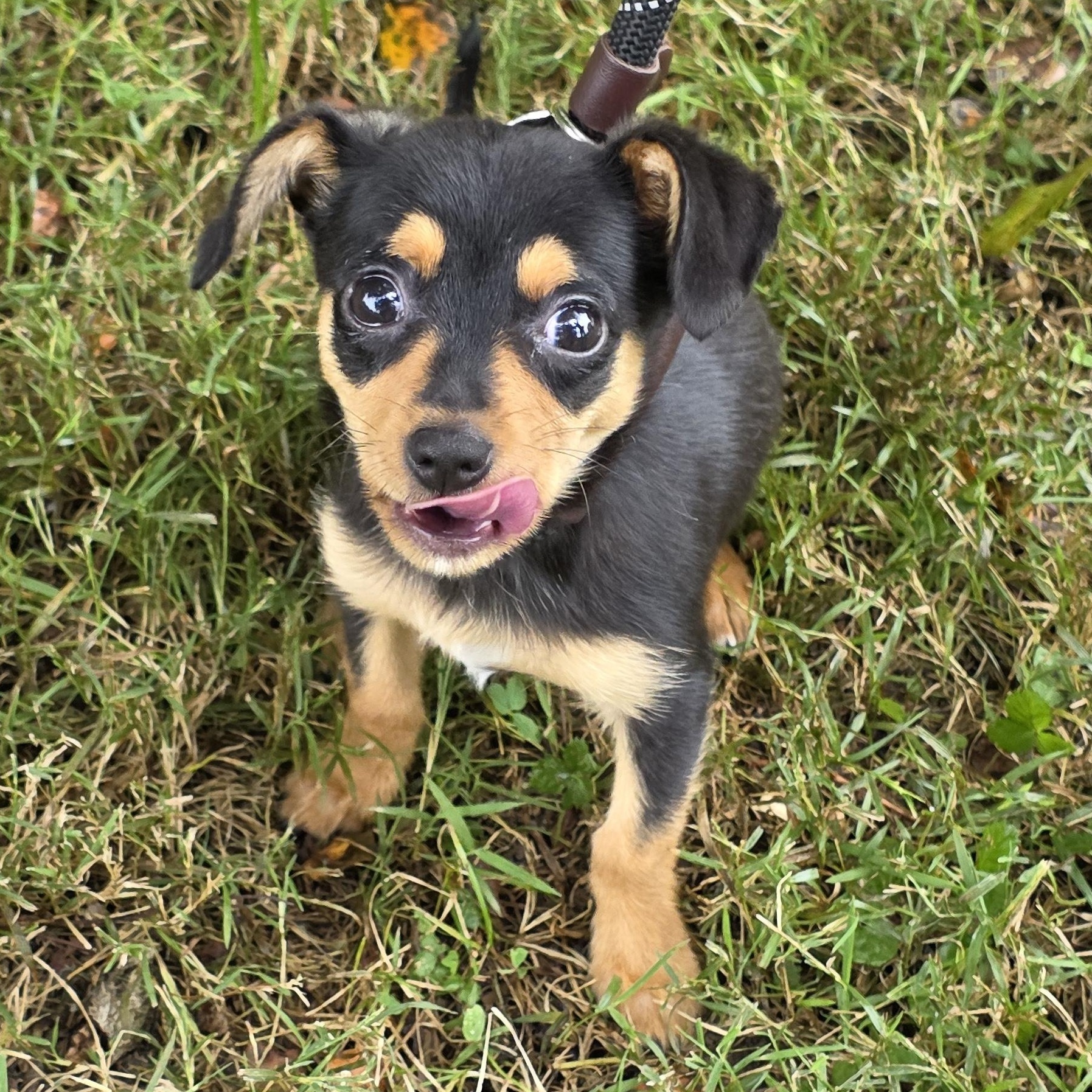 Enlarge Michelle, a Adoptable Mixed Breed in Greensboro, NC image 5/6